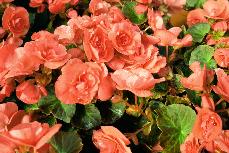 Reportage pour la société Bodiguel – Pépinière