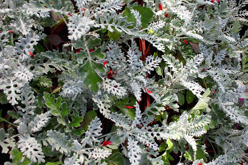 Reportage pour la société Bodiguel – Pépinière