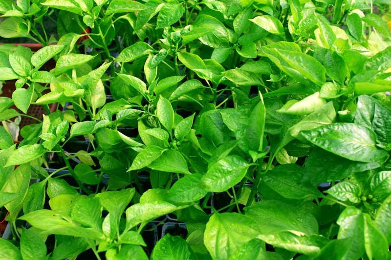 Reportage pour la société Bodiguel – Pépinière