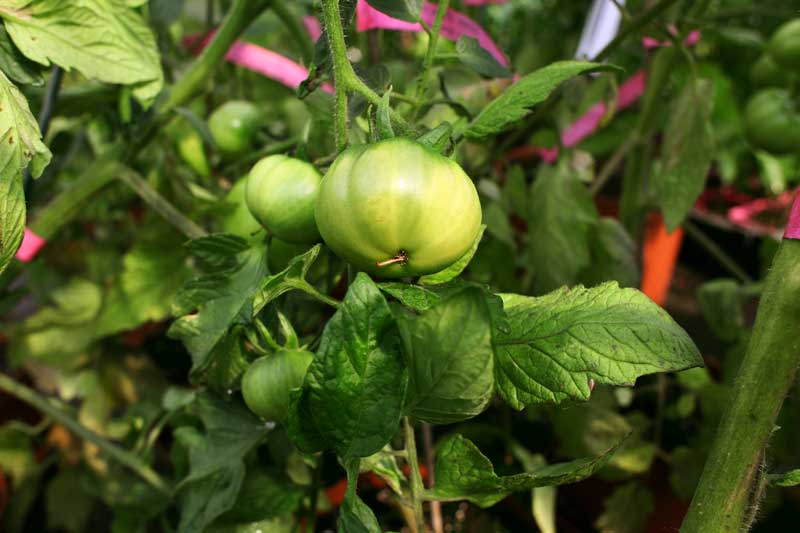 Reportage pour la société Bodiguel – Pépinière