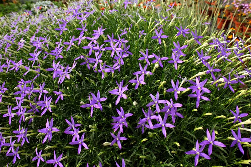 Reportage pour la société Bodiguel – Pépinière