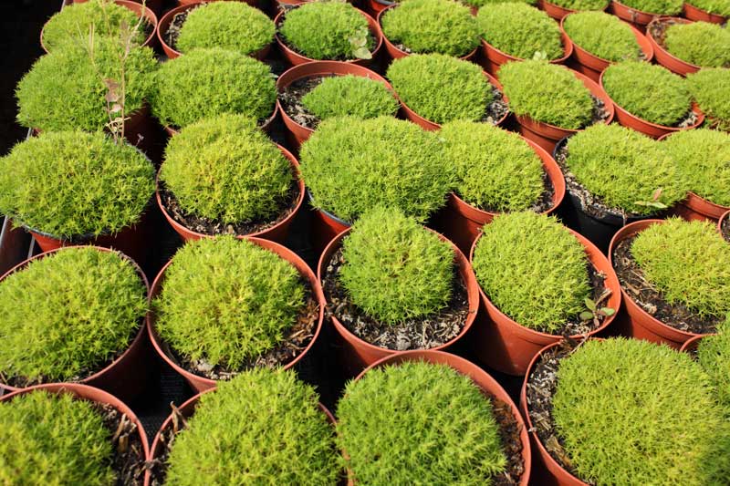 Reportage pour la société Bodiguel – Pépinière