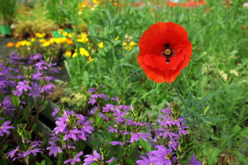Reportage pour la société Bodiguel – Pépinière
