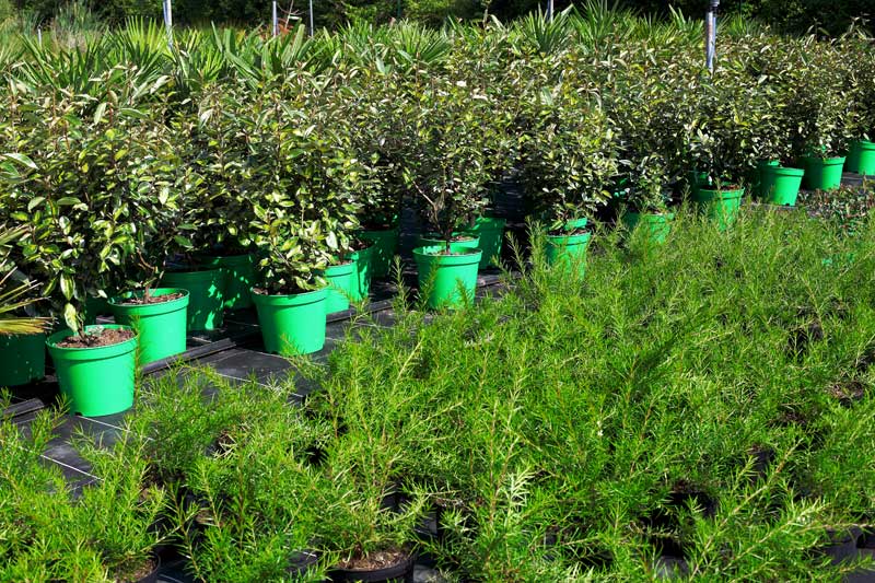 Reportage pour la société Bodiguel – Pépinière