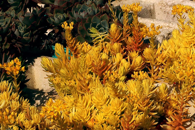 Reportage pour la société Bodiguel – Pépinière