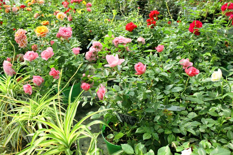 Reportage pour la société Bodiguel – Pépinière