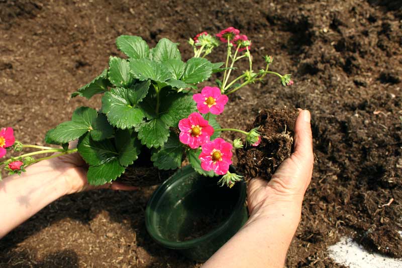 Reportage pour la société Bodiguel – Pépinière